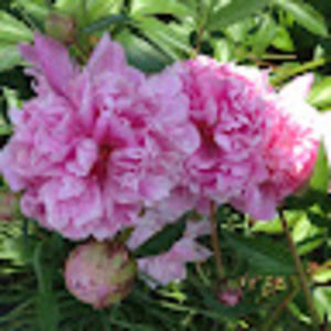 Meet your Posher, Sujaya.n.